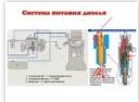 Система питания дизельного двигателя в Екатеринбурге - avtoshkolakursant.ru | фото